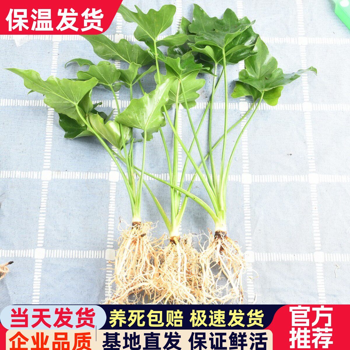 春羽客厅办公室净化空气