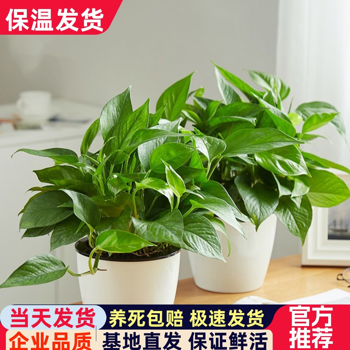 绿萝办公室客厅吸甲醛净化空气