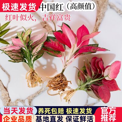吉利红室内水培净化空气水培绿植
