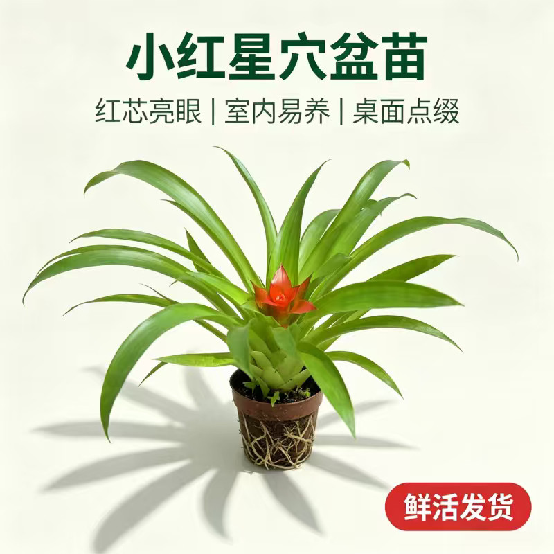 鸿运当头带花小红星穴盆苗盆栽室内水培植物四季好养客厅办公室