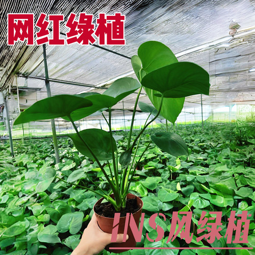 水培龟背竹土培植物水培花卉