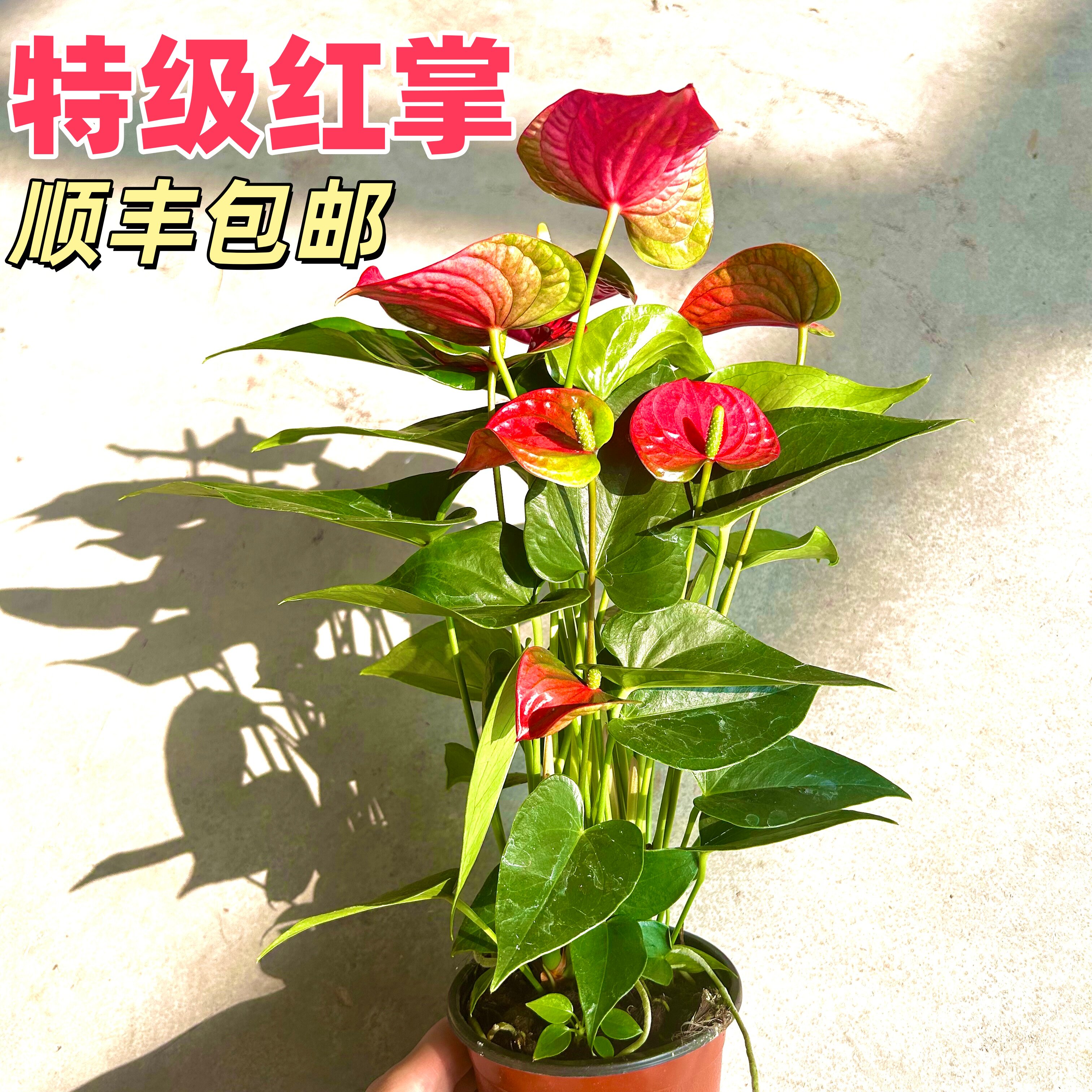 红掌盆栽鸿运当头水培植物