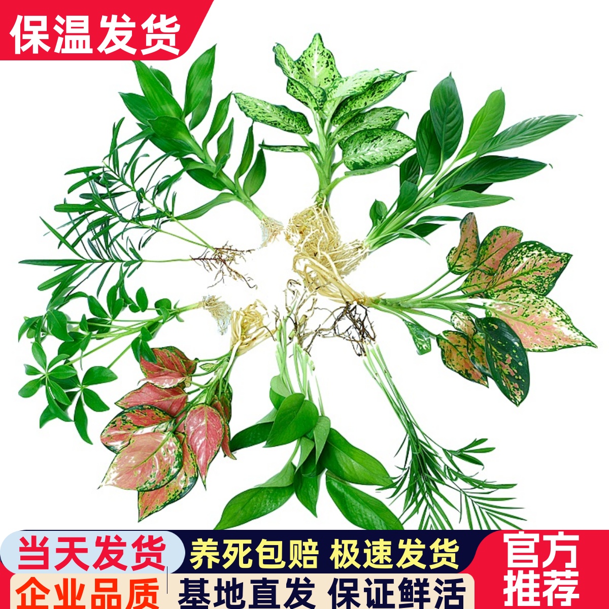 水养植物办公室清新空气基地直销