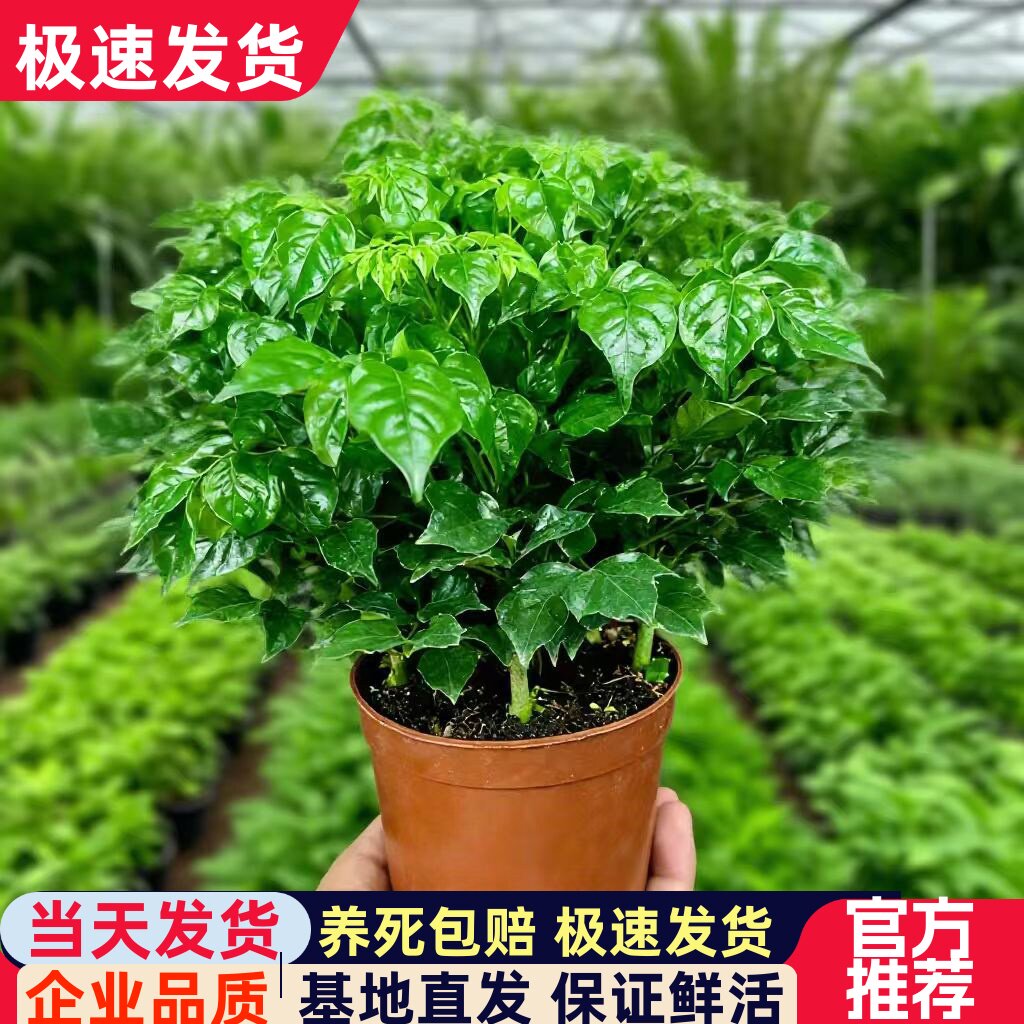 碧绿园幸福树盆栽室内桌面好养净化空气植物水培植物四季常春花卉