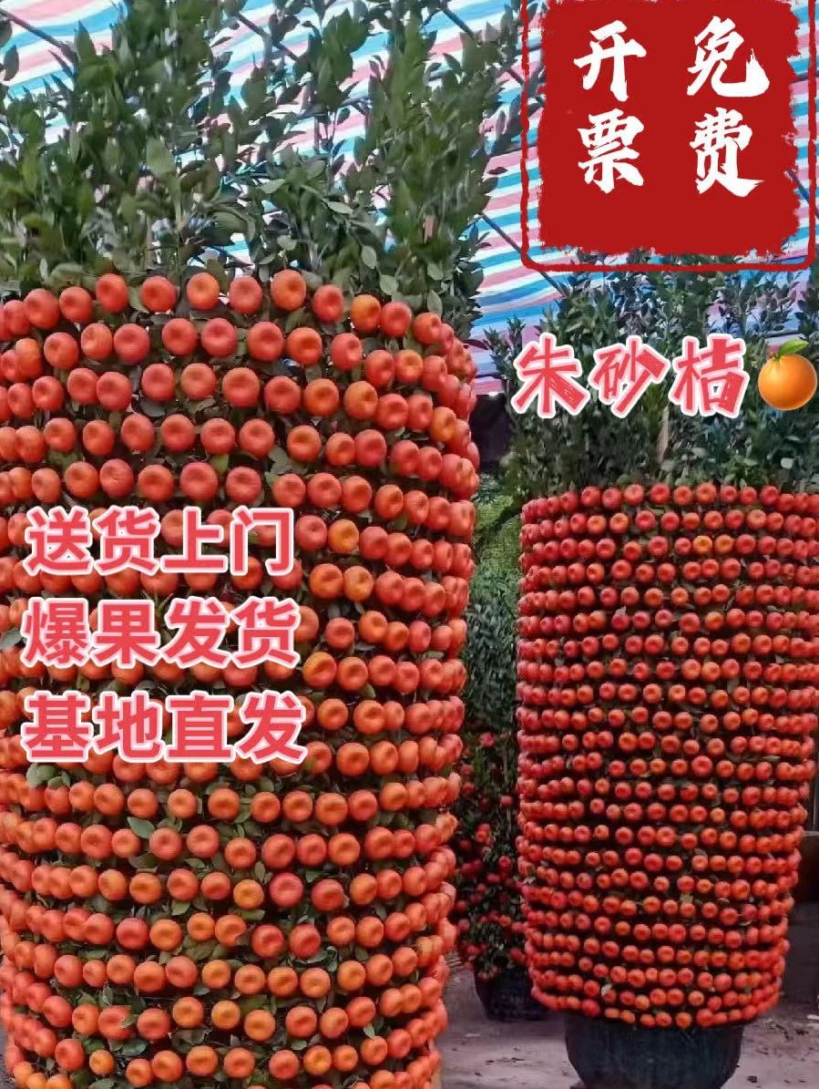 年桔朱砂橘带果办公室门口四季桔大型招财盆栽年宵花新年喜庆装饰
