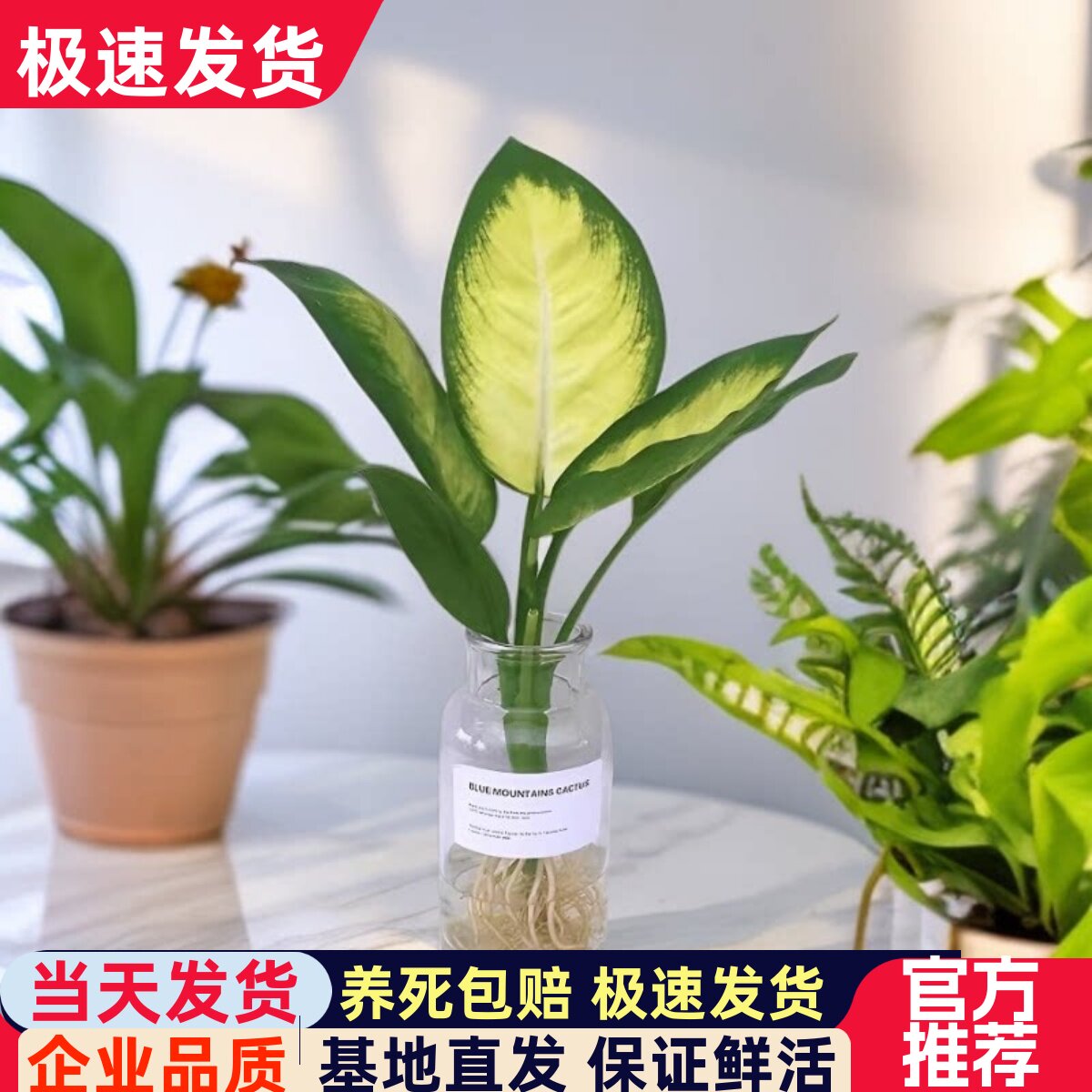 万年青办公室客厅净化空气