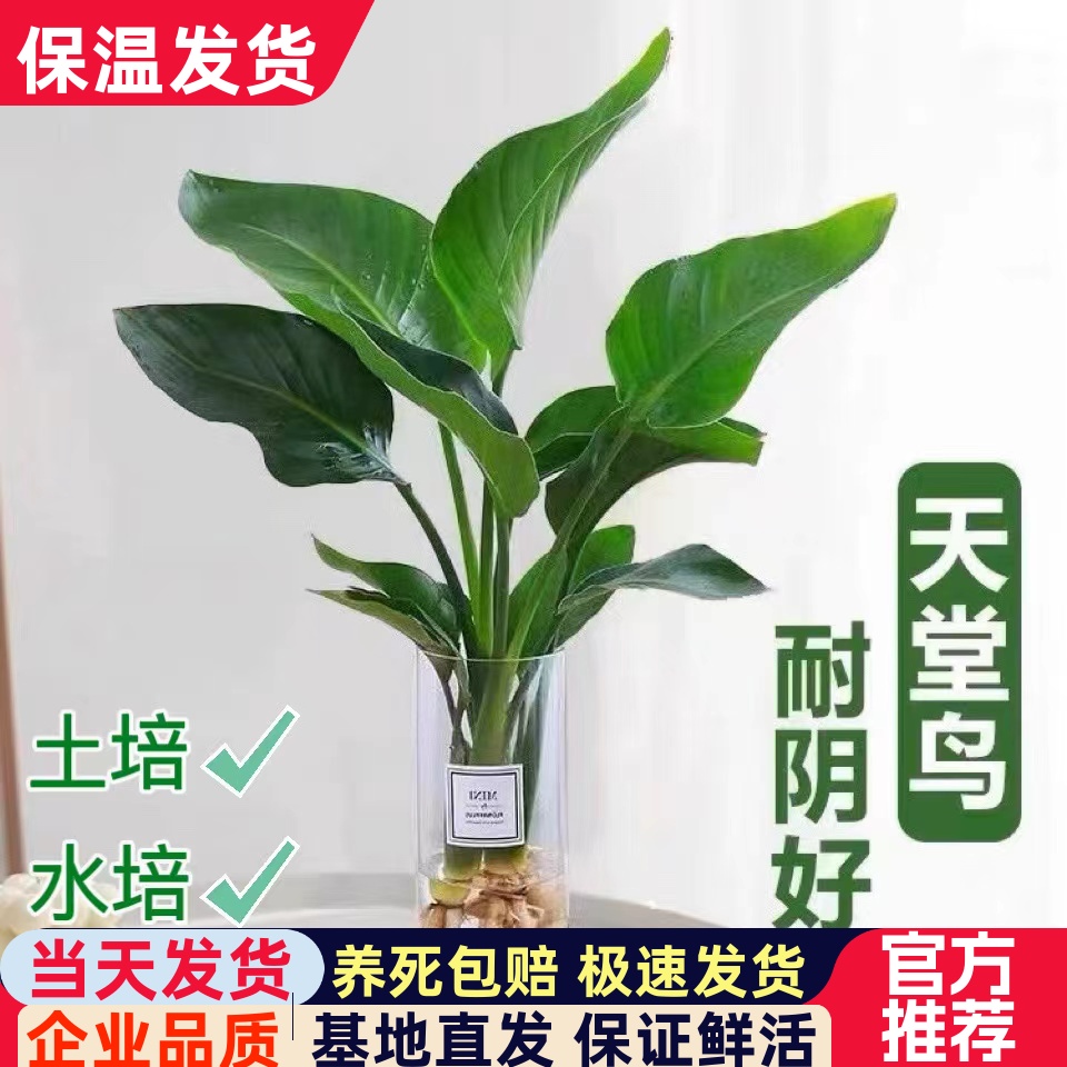 天堂鸟办公室客厅净化空气绿植