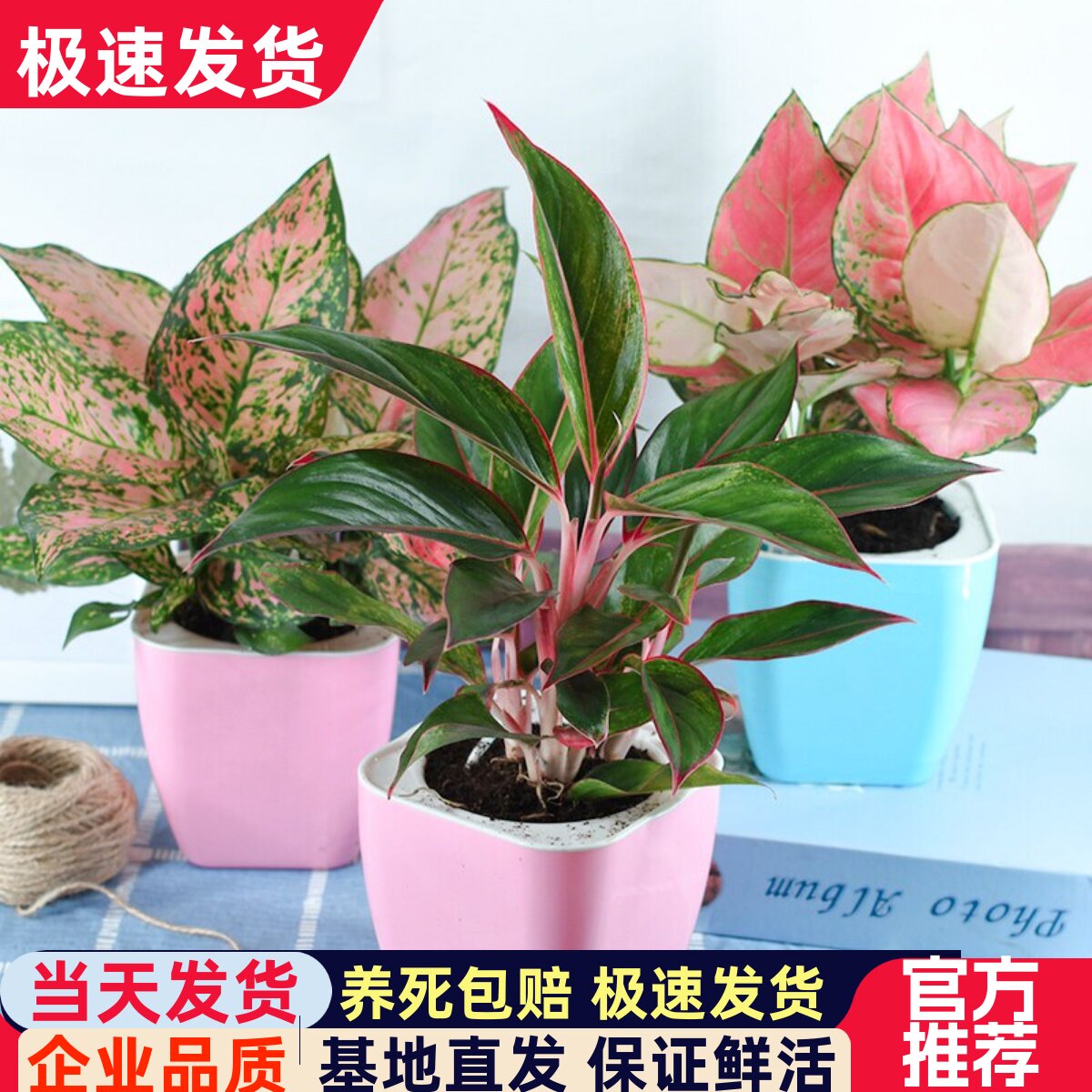 如意皇后盆栽水培植物吉利红室内绿植小苗桌面观叶摆件绿萝大盆栽