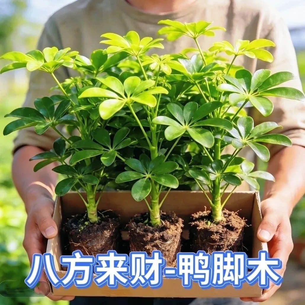 鸭脚木八方来财室内净化空气