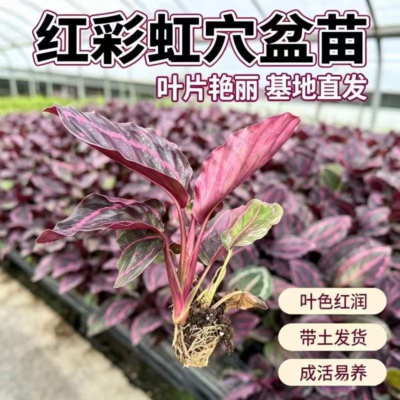 彩虹红美丽彩叶竹芋盆栽办公室内绿植水培植物净化空气四季观叶植