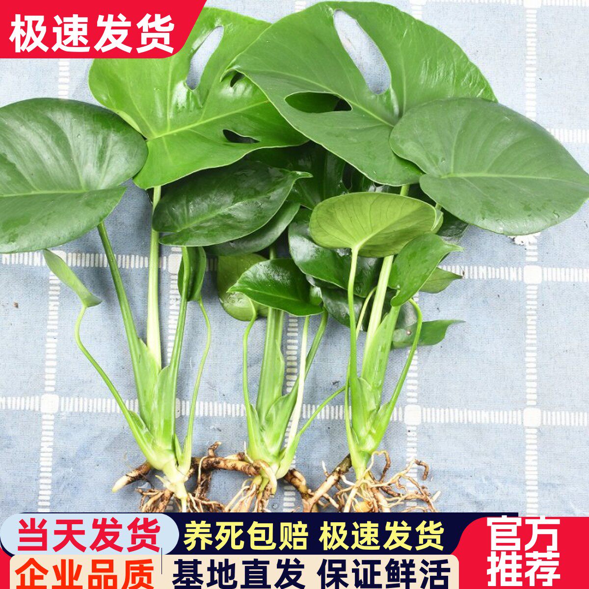 水培龟背竹老桩盆栽净化空气春雨苗大叶室内客厅植物小苗四季绿植
