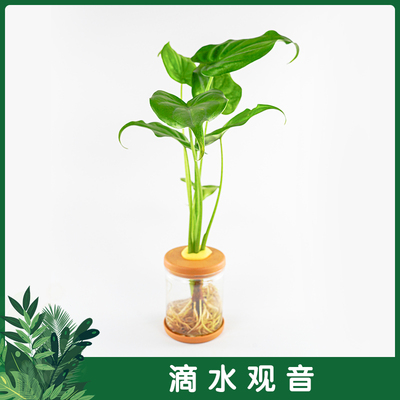 滴水观音水培植物室内绿植