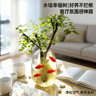 在树下小叶女贞水培植物办公室绿植客厅老桩高级造型四季好养招财