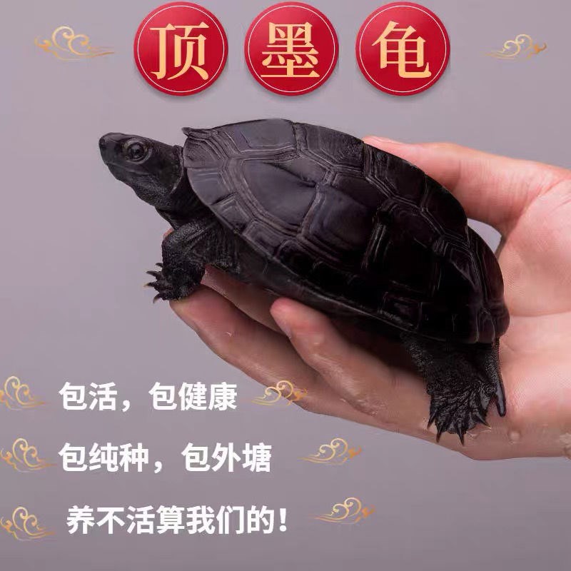 墨龟顶墨龟乌龟活体宠物招财龟乌龟好养乌龟苗外塘中华草龟观赏龟