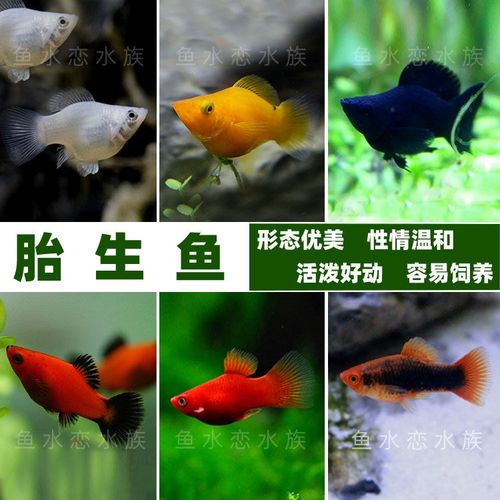 玛丽球鱼价格 玛丽球鱼图片 星期三