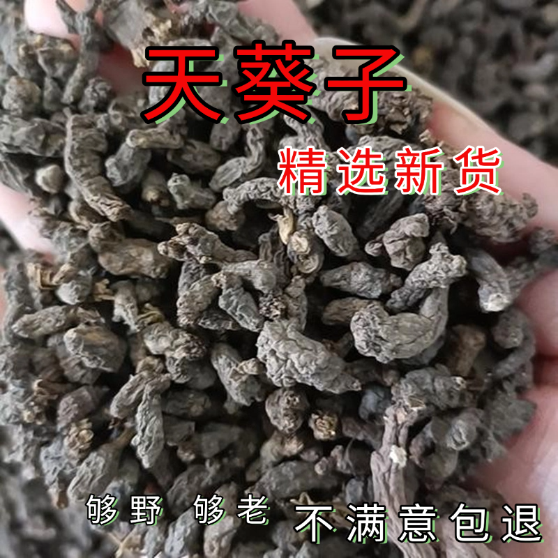 新货正品天葵子 紫背天葵籽 千年老鼠屎金耗子屎天葵根500克