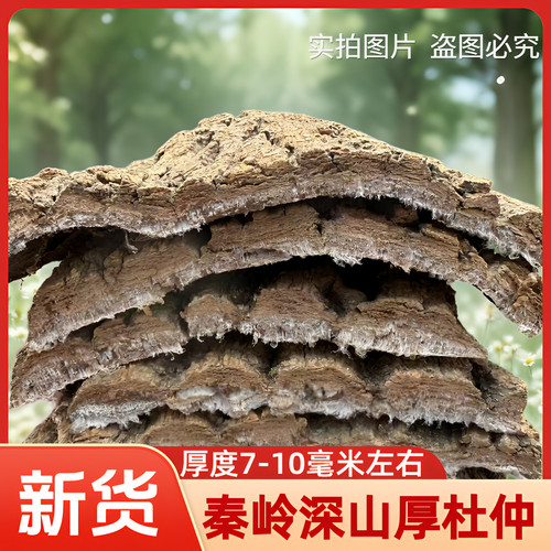 精选秦岭深山厚皮杜仲