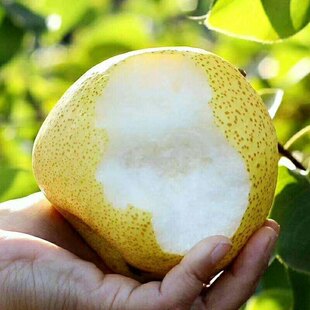 黄花梨梨子苗树梨树果苗嫁接梨树水果苗嫁接苗特大当年结果地栽