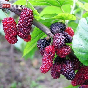 桑树苗天然水果当年结果桑树桑葚桑树苗桑葚苗桑果苗桑果树