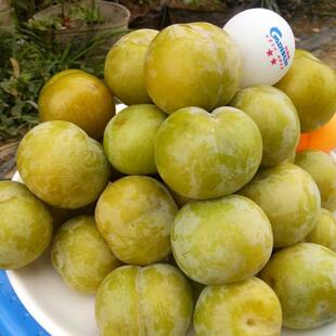 冰糖李嫁接脱骨李子苗空心李嫁接蜂糖李冰糖李子果树苗清脆李苗