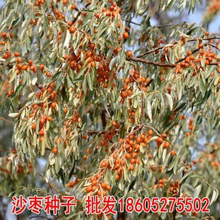 优质林木种子沙枣种子绿化工程北方抗旱固沙植物量大从优易种活
