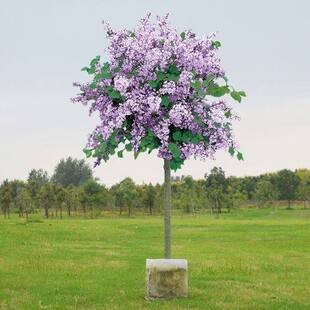 丁香花树苗浓香花卉四季开花阳台盆栽室外庭院别墅耐寒白紫色花苗
