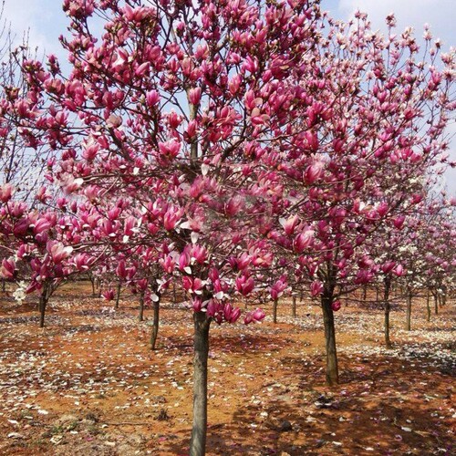 当年开花玉兰树苗庭院种植