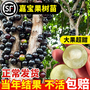 四季嘉宝果树果苗沙巴艾斯卡树葡萄苗果树庭院名贵南北方种植盆栽