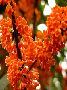 桂花籽桂花树种子金桂丹桂沉香桂四季桂花种子花卉种子桂花种子