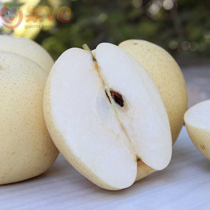 当年结果嫁接玉梨树苗