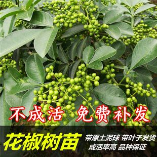 九叶青花椒苗树盆栽藤椒麻椒苗当年结果绿植庭院盆景菜园果树苗