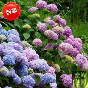 林木种子绣球花种子八仙花种子木绣球种子紫阳花洋绣球