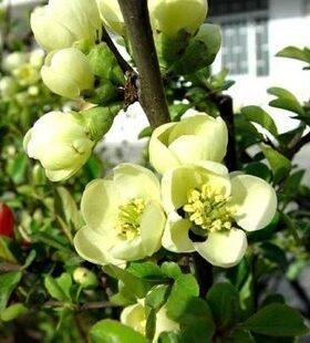 庭院盆栽地栽日本海棠花苗