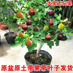 无花果树果苗带果矮化盆栽特大果波姬红金傲芬斯特拉无花果苗树苗