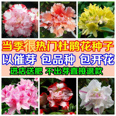 花卉种子 杜鹃花种子 映山红种子 一品红种子 盆栽阳台植物