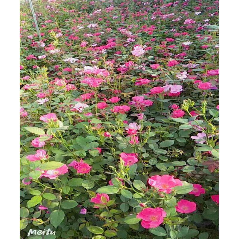 丰花月季道路 社区 公园 家庭庭院绿化阳台种植 工程用苗