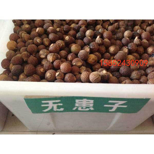 无患子种子 新采黄金树 洗手果 苦患树木患子绿化行道树种子