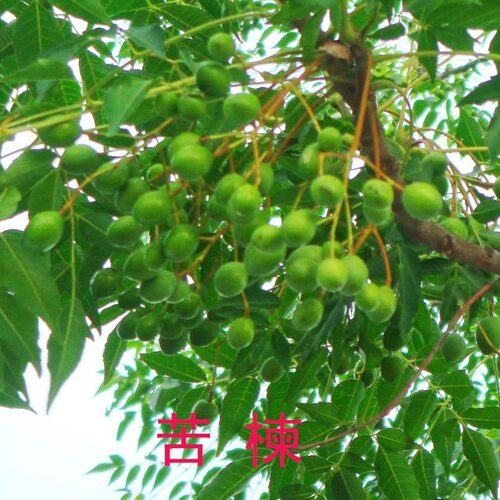 耐寒耐旱苦楝庭院绿化风景树