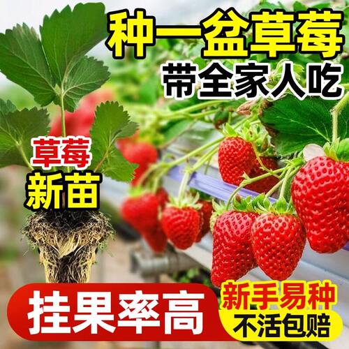草莓苗盆栽食用奶油红颜穴盘苗果苗南北阳台四季种植好养草莓苗秧