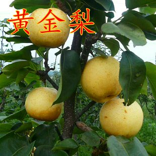 嫁接梨树果苗特大早酥紅啤库尔勒黄冠砀山南北方种植地栽当年结果
