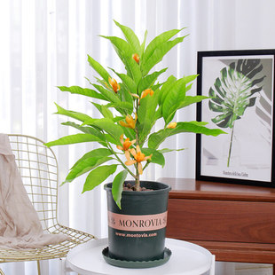 正宗嫁接白兰花苗 白兰花树苗白玉兰黄桷兰黄兰盆栽地栽浓香花卉