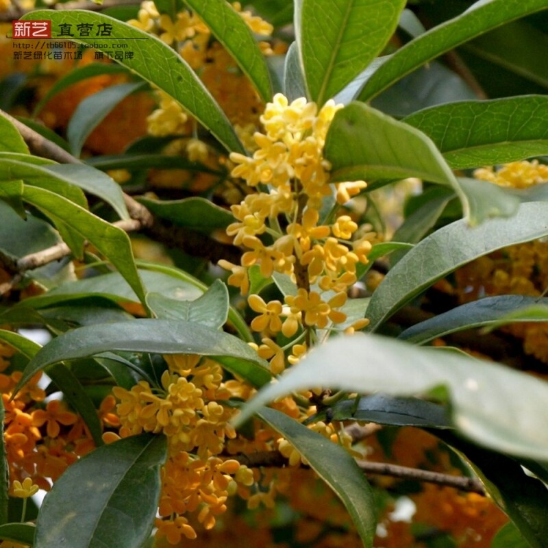 桂花树苗 9-12年金桂银桂丹桂沉香桂四季桂桂花树苗高度1.5米左右