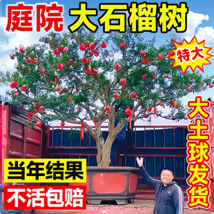 石榴树庭院果树苗北方耐寒特大突尼斯软籽别墅老桩地栽盆景景观树