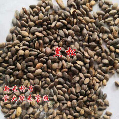 新采黑松种子 苗木行道树种子 马尾松油松种籽松树林木绿化苗种子