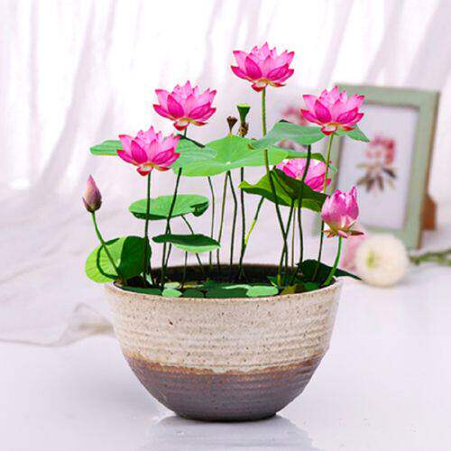 四季开花水培植物迷你睡莲盆栽水生水养花卉植物室内好养碗莲荷花