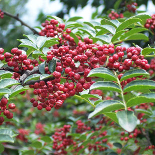 无刺花椒树小苗新品种大红袍地栽种植四川花椒苗树树苗麻辣嫁接苗