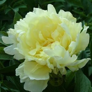 芍药花苗当年开花花中二艳黄金轮美人芍药芍药苗芍药花大花重瓣