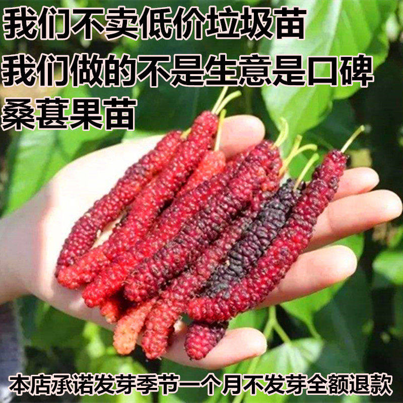 无籽黑桑果苗桑树苗台湾长桑果树苗桑葚苗四季种植果树当年结果苗