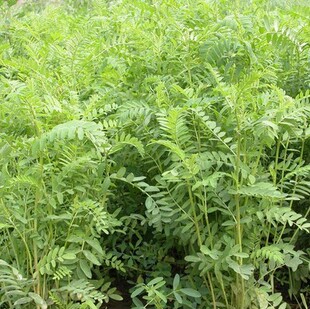 进口牧草优质鸡鸭牛羊牧草种子沙打旺种子营养丰富有防风固沙效果