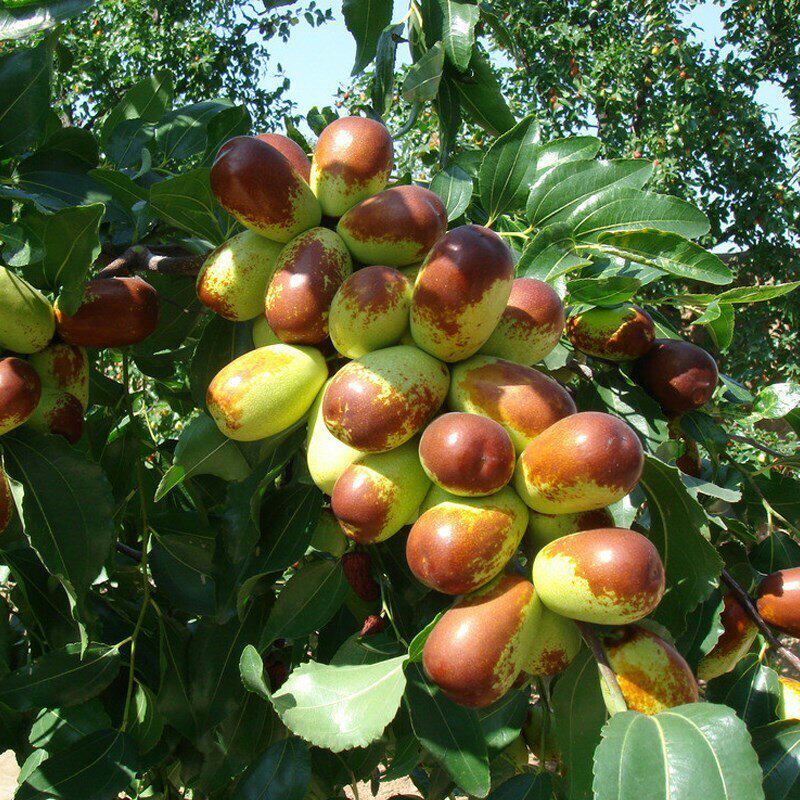 嫁接圆枣子树苗南方北方四季种植果树苗软枣子早脆王特大冬枣子苗